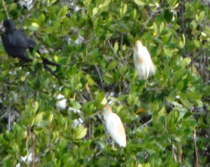 Greater Frigate and Western Great Egrets